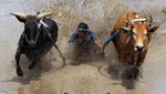 Pacu Jawi Minangkabau